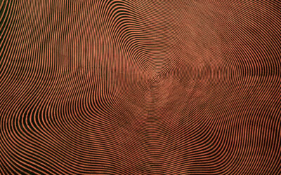 Bücher von Hengameh Yaghoobifarah: I have a Bookcrush!