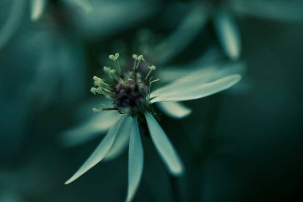 Bücher die bei Trauma und kPTBS helfen