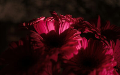 Wert oder Wunde? Bücher über komplexe PTBS und die Frage nach dem Selbst